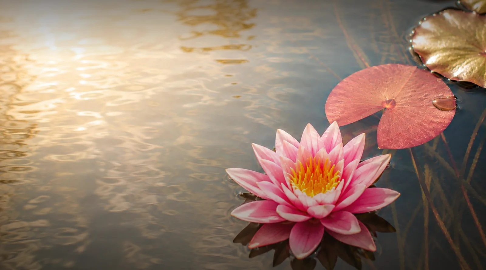 Seerose auf dem Faaker See, das Bild der Startseite